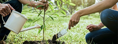 İki el küçük bir ağaç dikiyor. Bir kişi sulama kabıyla sularken, diğeri bir kürekle toprak kazıyor.